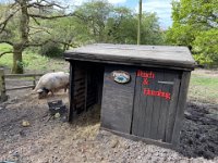 Walk in the woods to visit the pigs.