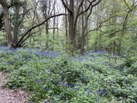 and to see the bluebells