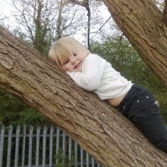 Amelie tree 2