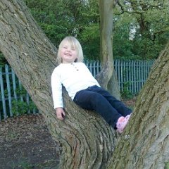 amelie tree