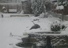 A heron captured on the iPhone winter 2010