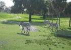 Florida2009 123.jpg