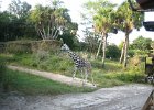 Florida2009 187.jpg