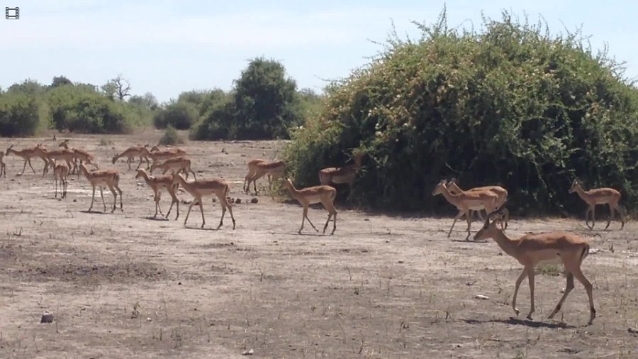 Impala