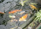 Enormous koi carp