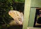 Large butterfly - looks more like a giant moth